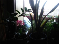 7115daa1-DSC03333 (Small).JPG
